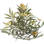 Kindlewastes Flower