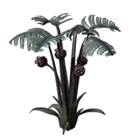 Prickle Pearl Seedling