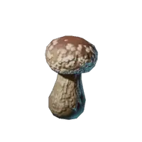 Shiitake Seedling