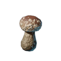 Shiitake Seedling