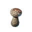 Shiitake Seedling