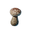 Shiitake Seedling