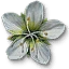 Arenaria