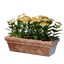 Long Yellow Flower Pot