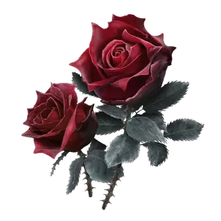 Bloodrose