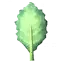 Kale