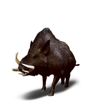 Wild Boar