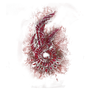 Elden-ring dragon-communion-seal.webp