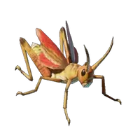 Grasshopper