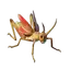 Grasshopper