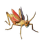 Grasshopper