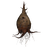 Corkbulb Root